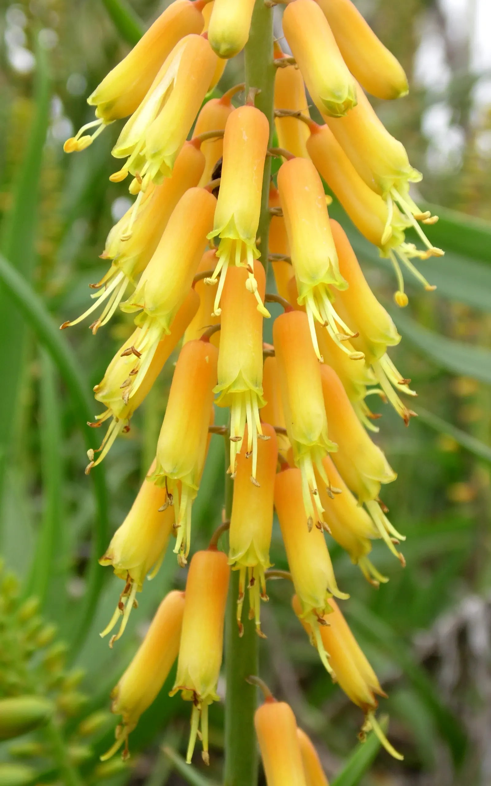 Fence Aloe (Aloe Tenuior) — making it both a practical and visually striking selection for the discerning client's garden