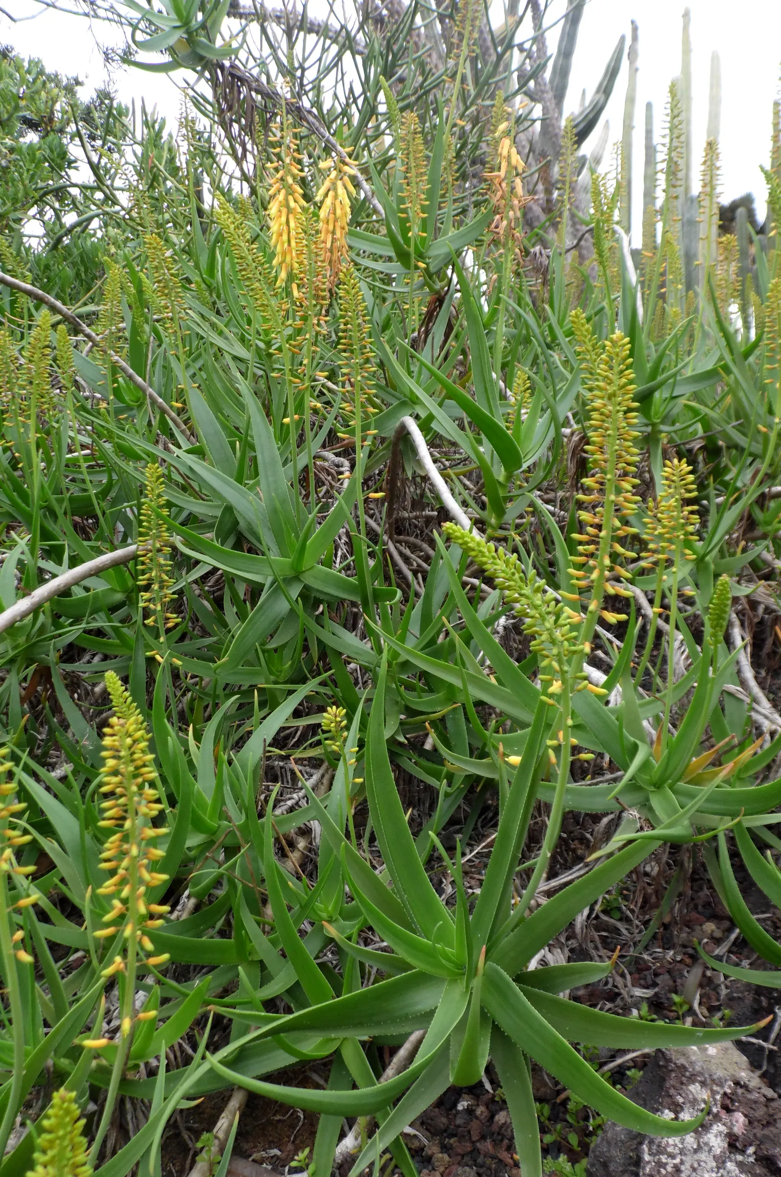 Fence Aloe (Aloe Tenuior) — Occasional removal of spent stalks to promote blooming and tidy plant form is all that's necessary