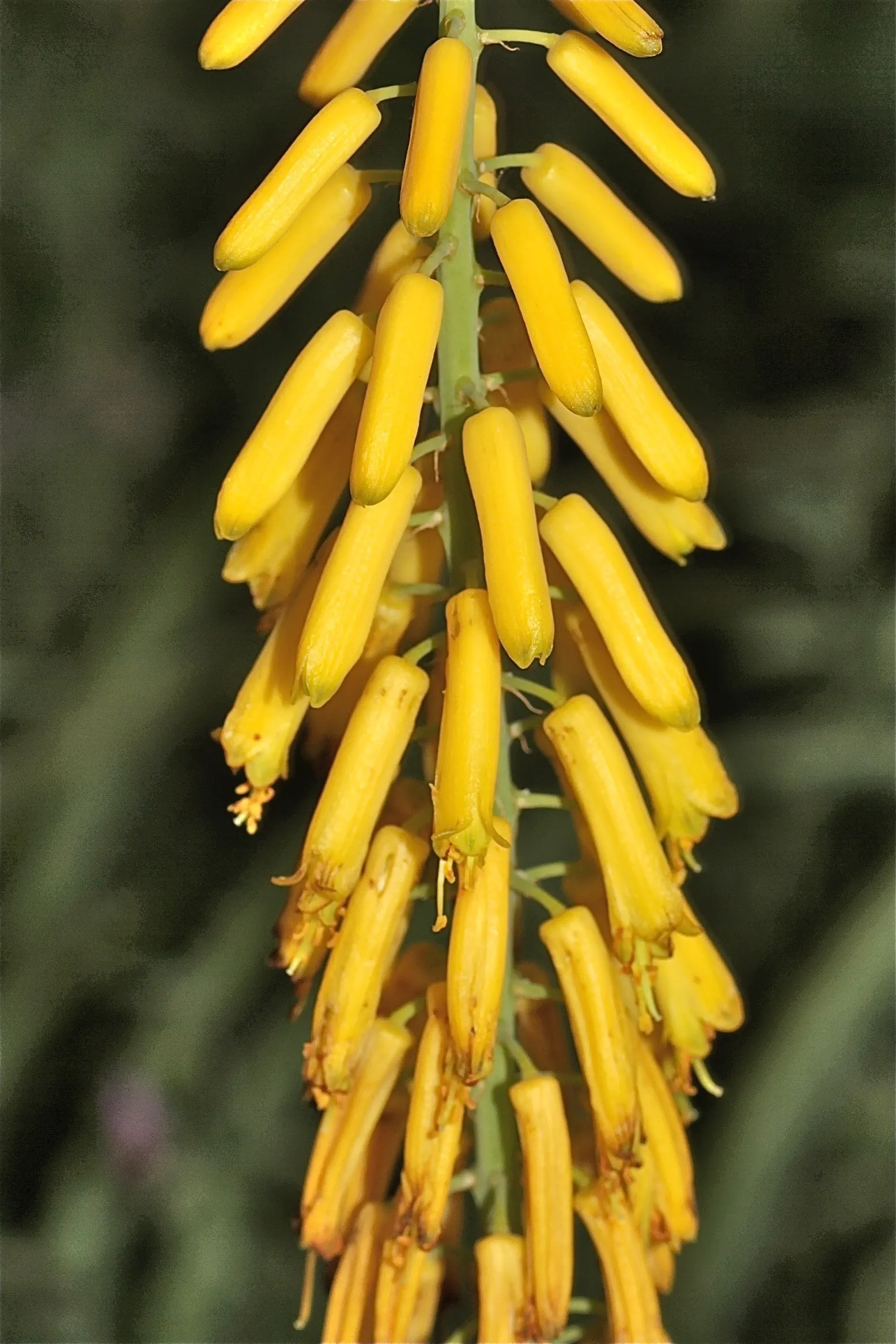 Fence Aloe (Aloe Tenuior) — making it an excellent choice for natural fences or garden borders