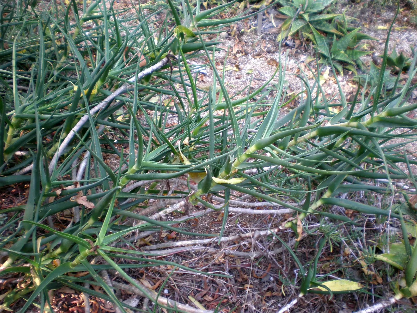Fence Aloe (Aloe Tenuior) — making it a stalwart choice for water-wise gardens or xeriscaping designs