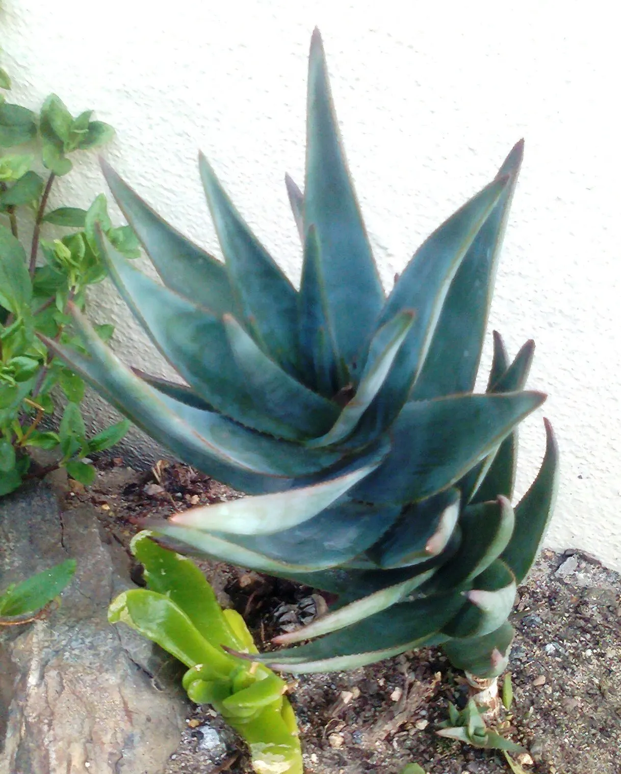 Fence Aloe (Aloe Tenuior) — which bloom prolifically from late spring into summer