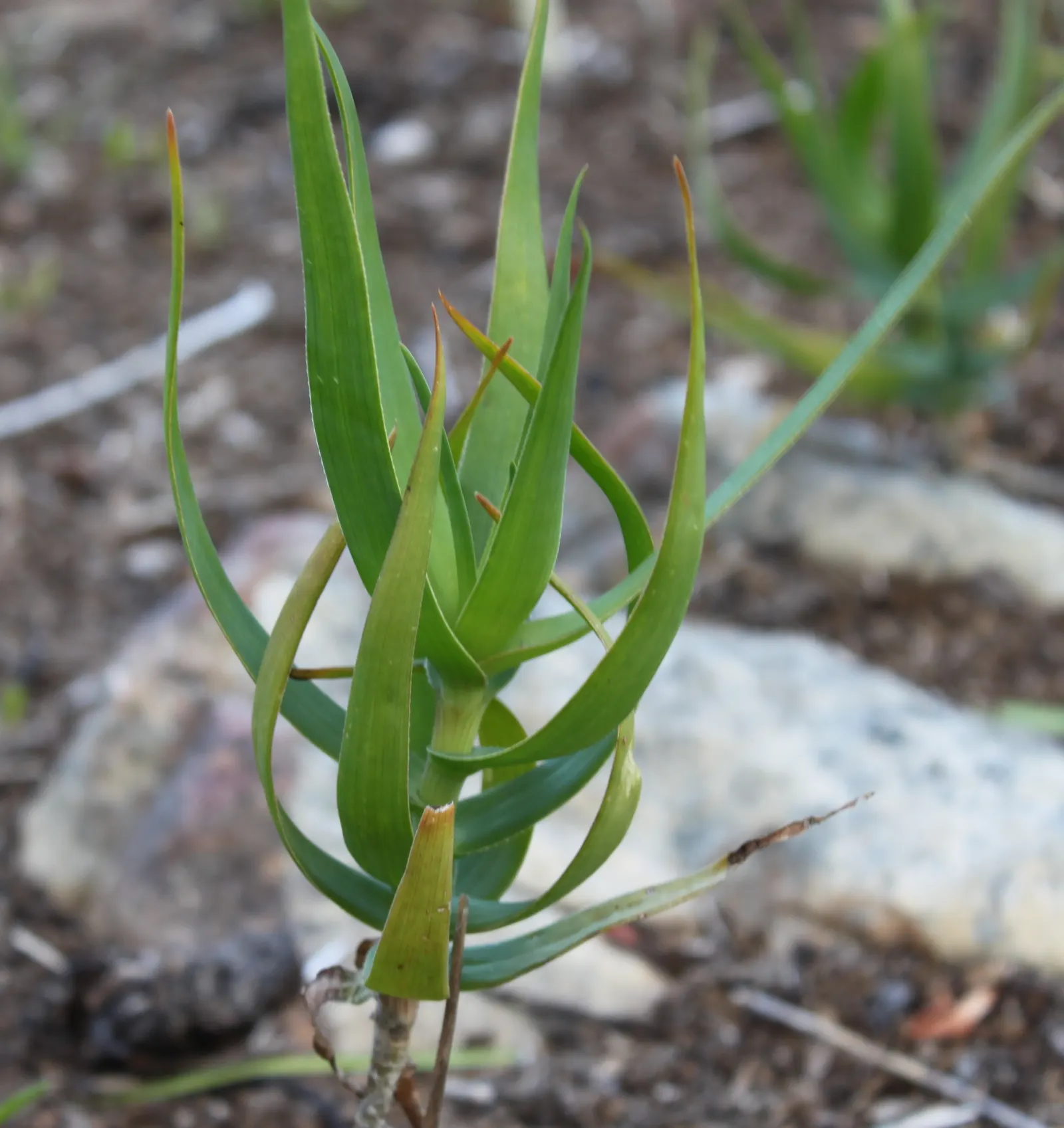 Fence Aloe (Aloe Tenuior) — The Fence Aloe (Aloe tenuior) is a slender, branching species reaching heights up to 3 feet