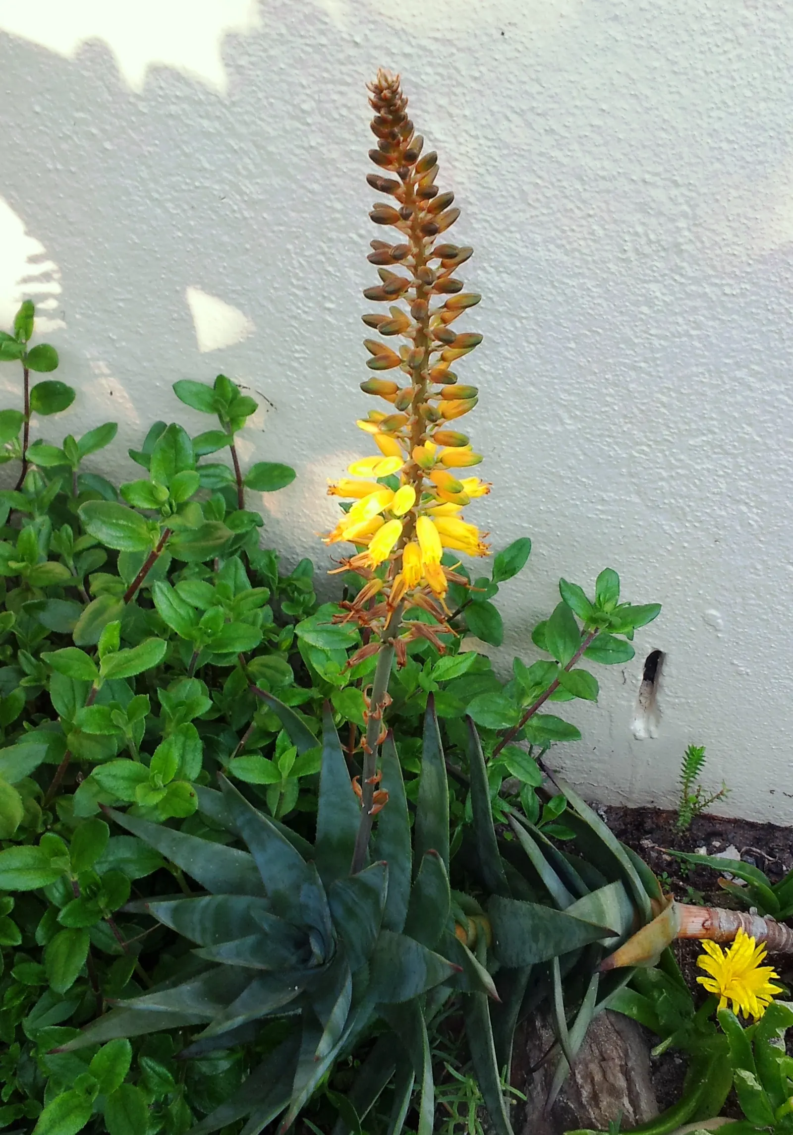 Fence Aloe (Aloe Tenuior) — well-suited to a modern landscape design