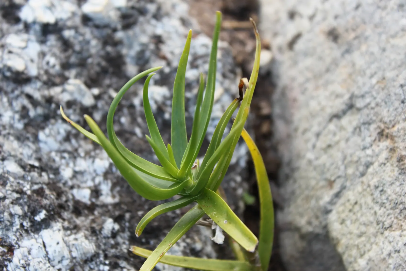 Fence Aloe (Aloe Tenuior) — commonly known as Fence Aloe