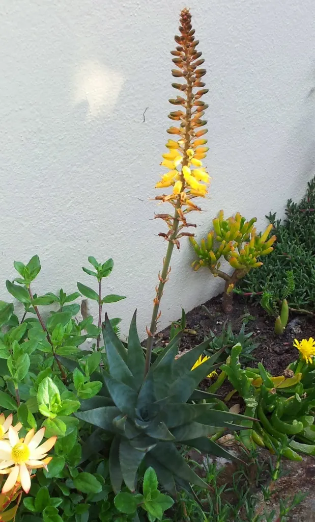 Fence Aloe (Aloe Tenuior) — arching stems that can extend up to 3 feet in length
