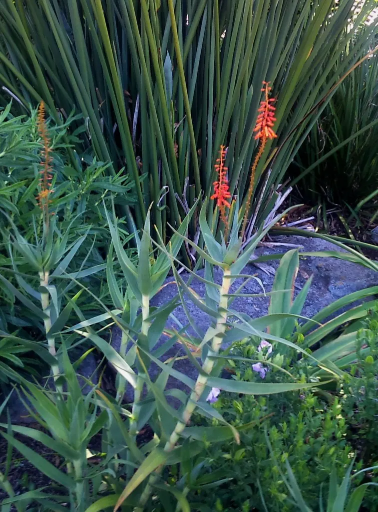 Fence Aloe (Aloe Tenuior) — Fence Aloe creates a dense