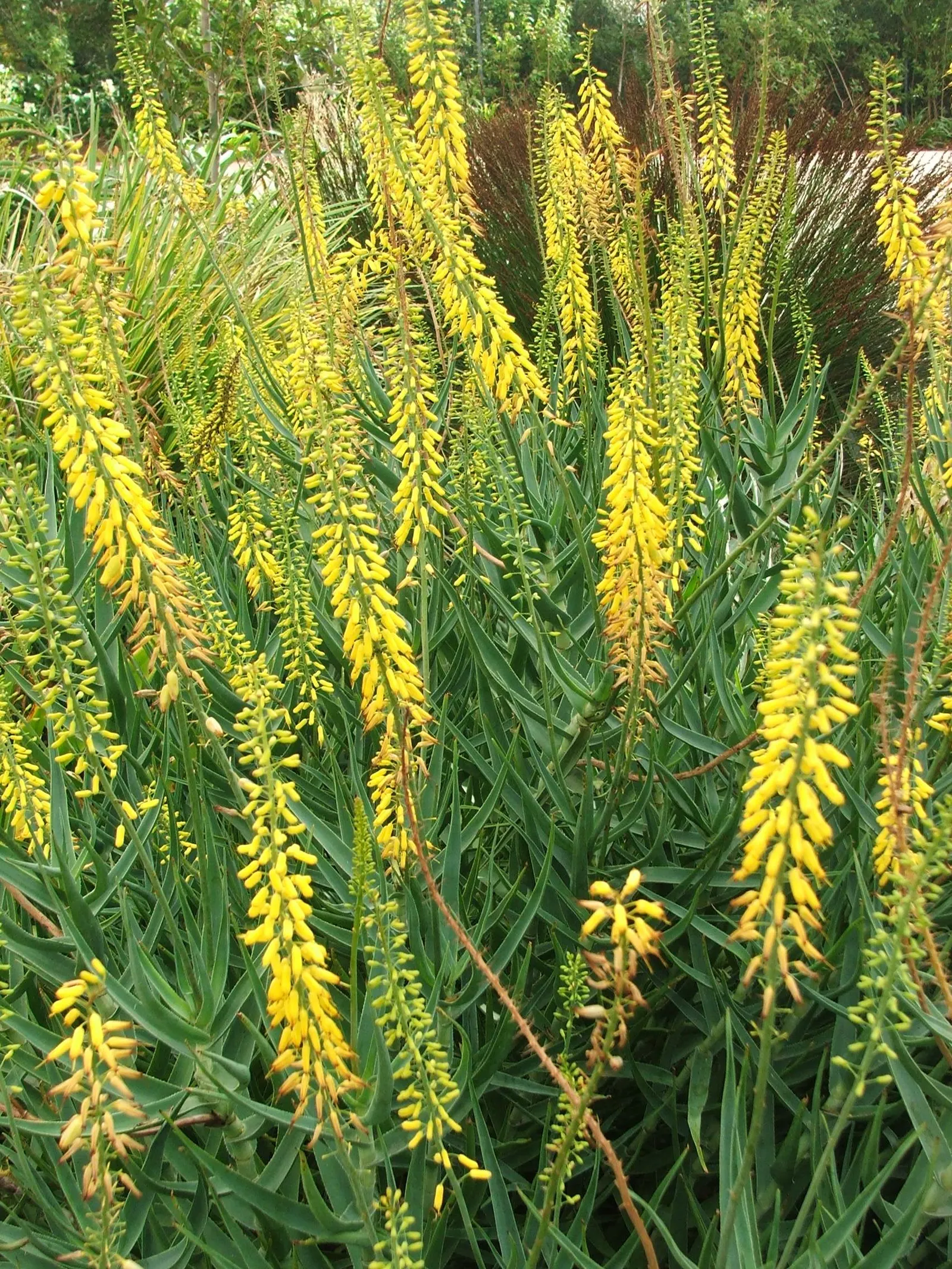 Fence Aloe (Aloe Tenuior) — The Fence Aloe (Aloe tenuior) is a slender, branching species reaching heights up to 3 feet; space plants approximately 24 inches