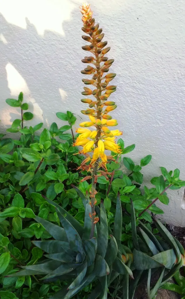 Fence Aloe (Aloe Tenuior) — This slender aloe species features long
