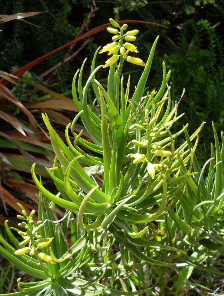 Fence Aloe (Aloe Tenuior) — ideally in full sun to partial shade