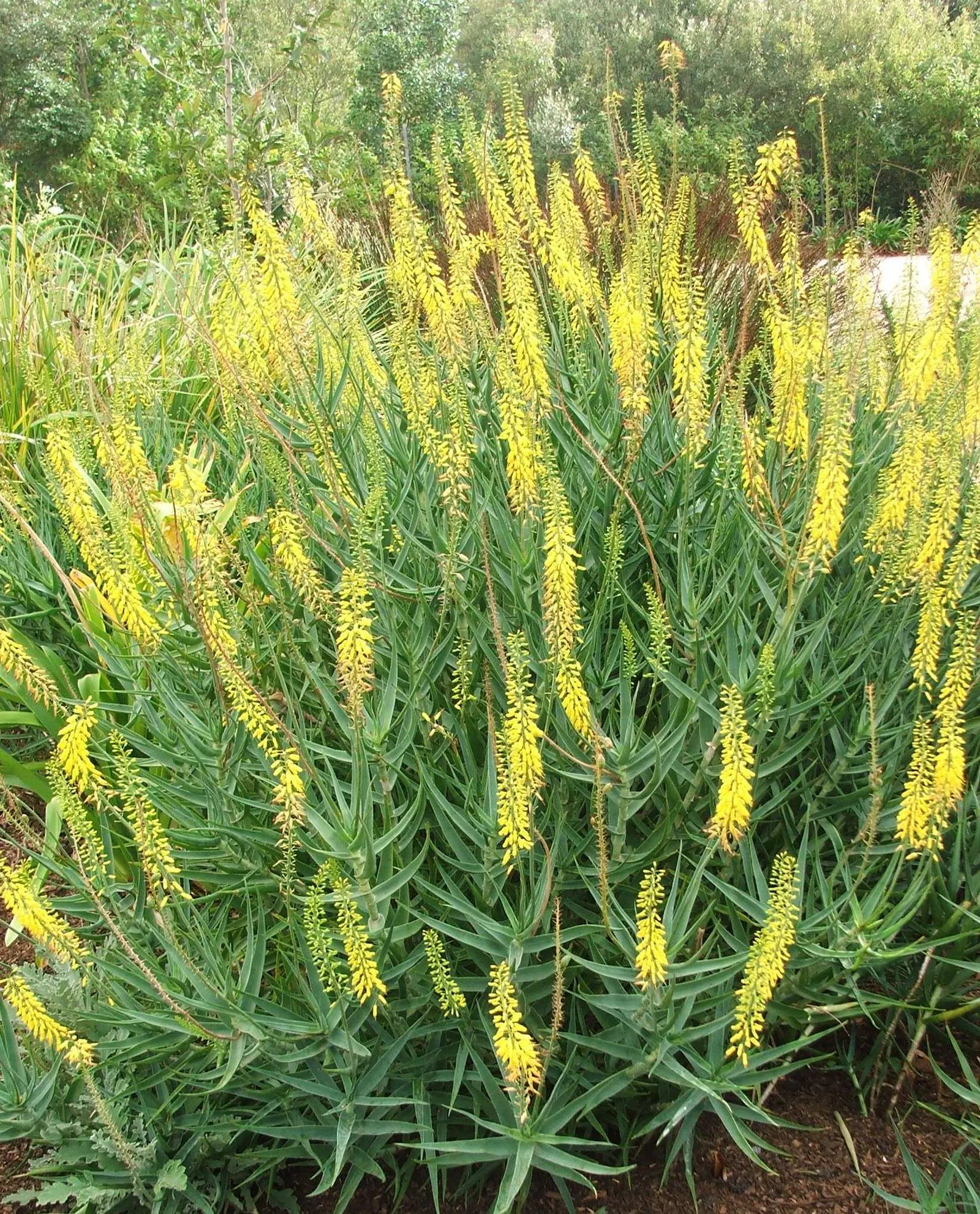Fence Aloe (Aloe Tenuior) — designers should note its minimal maintenance requirements