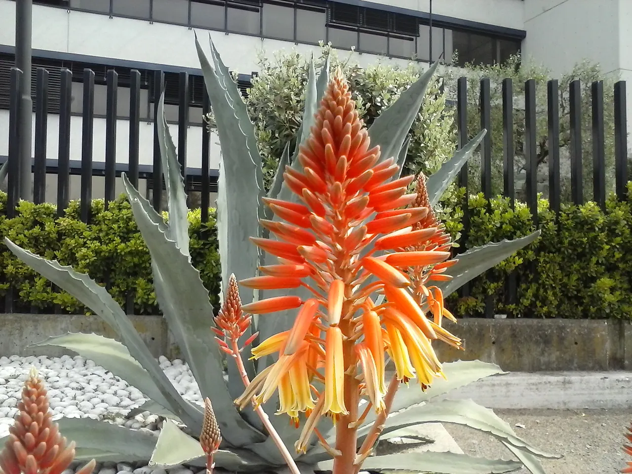 Fence Aloe (Aloe Tenuior) — is an incredibly versatile and attractive plant