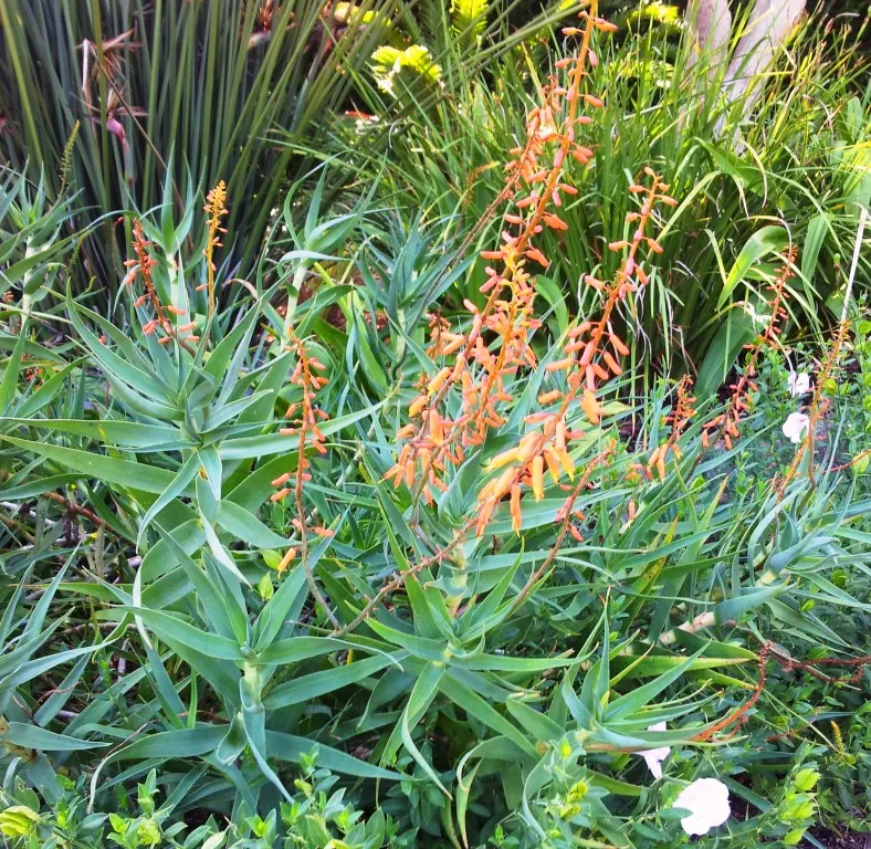 Fence Aloe (Aloe Tenuior) — yellow flowers in the garden