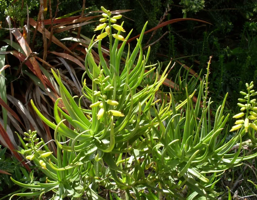 Fence Aloe (Aloe Tenuior) — Space plants approximately 24 inches apart for an effective barrier