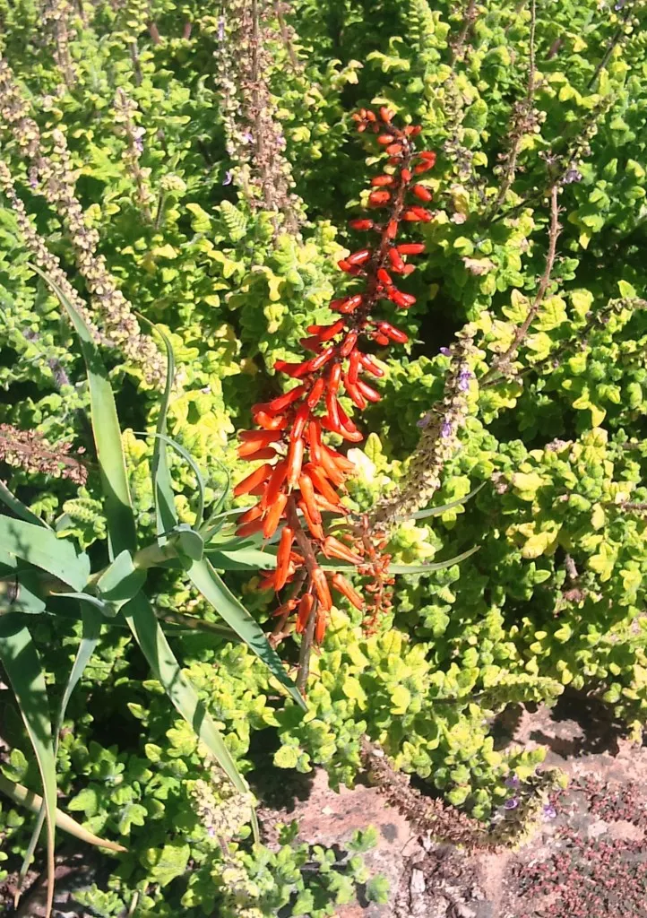 Fence Aloe (Aloe Tenuior) — succulent with yellow blooms