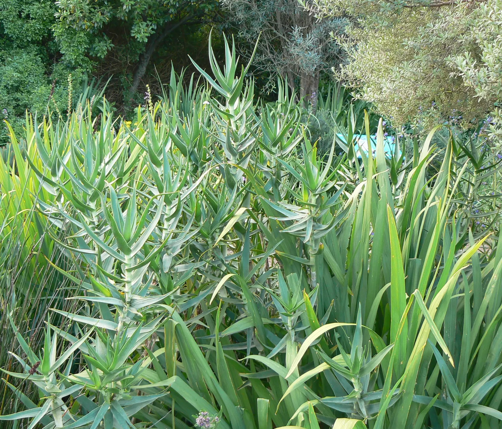 Fence Aloe (Aloe Tenuior) — Ideal for zones 9-11, it thrives in full sun to part shade, requiring well-drained soil