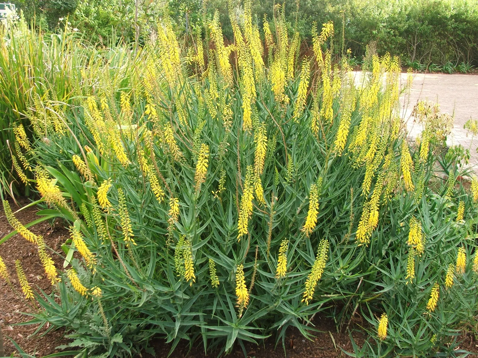 Fence Aloe (Aloe Tenuior) — This drought-tolerant plant demands minimal water