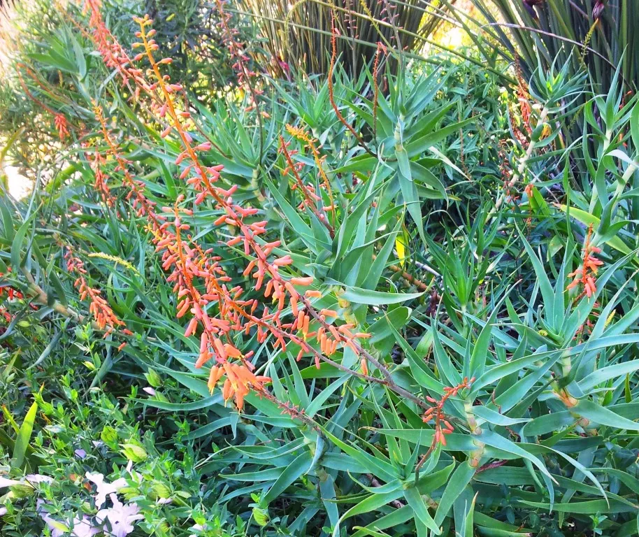 Fence Aloe (Aloe Tenuior) — Ideal for zones 9-11, it thrives in full sun to part shade, requiring well-drained soil; making it both a practical and visually