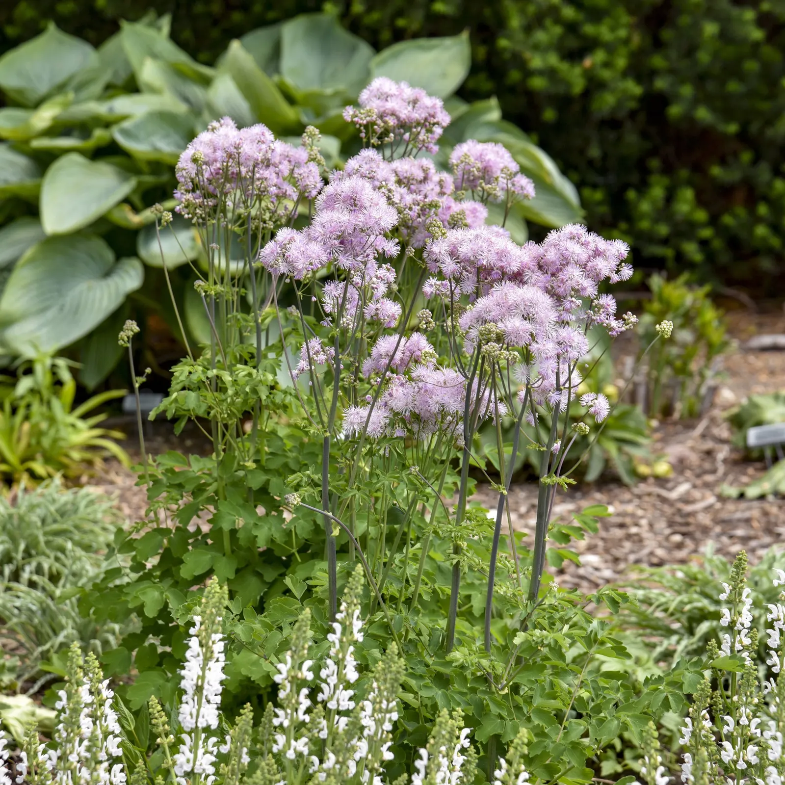 'Cotton Candy' Meadow Rue (Thalictrum hybrid) — It matures 38-42 inches tall and 18-24 inches wide, adding columnar height to small spaces