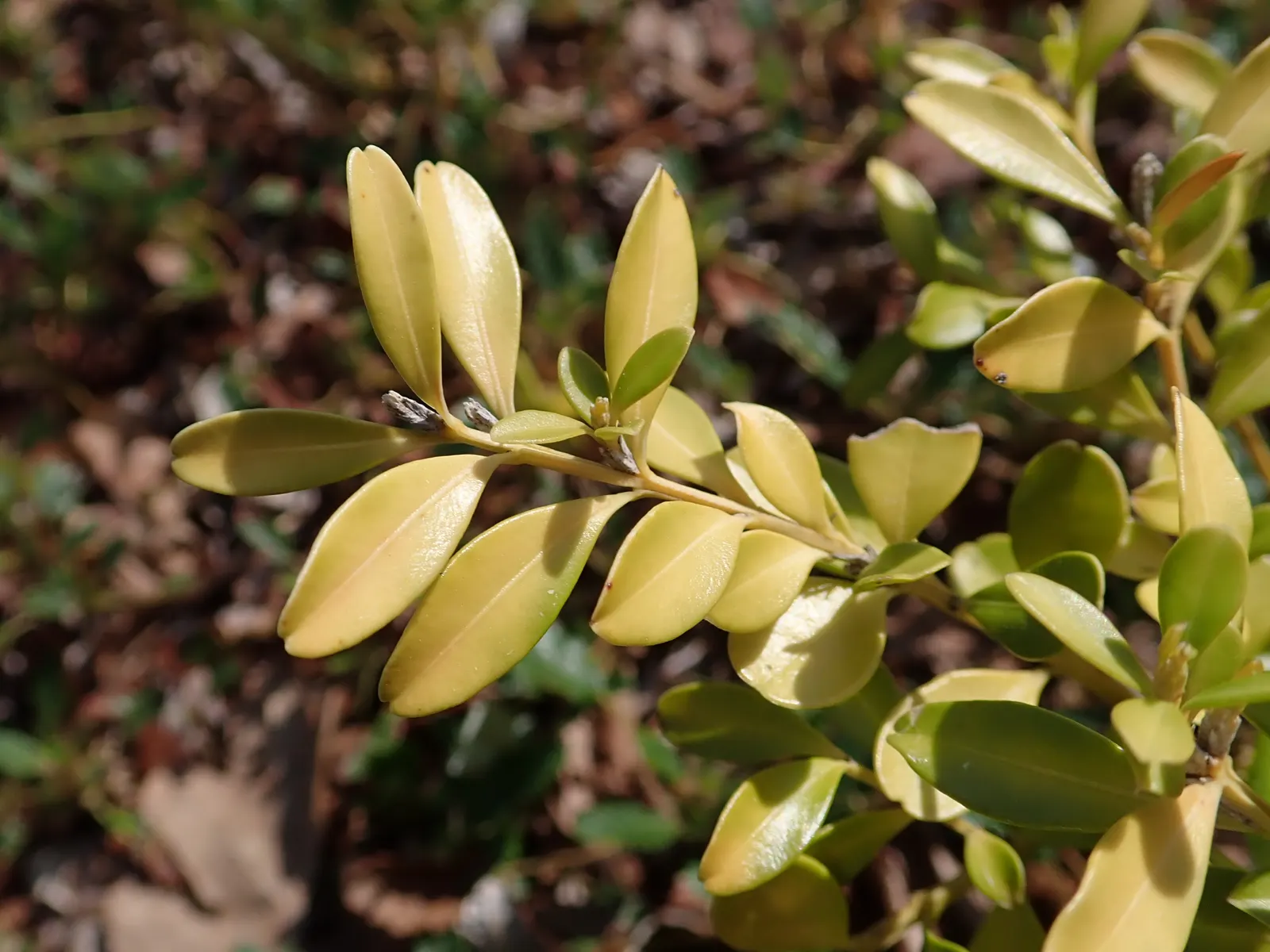 Tide Hill Boxwood (Buxus 'Tide Hill') — It features a compact habit, reaching 2-3 feet high with a 4-5 feet spread