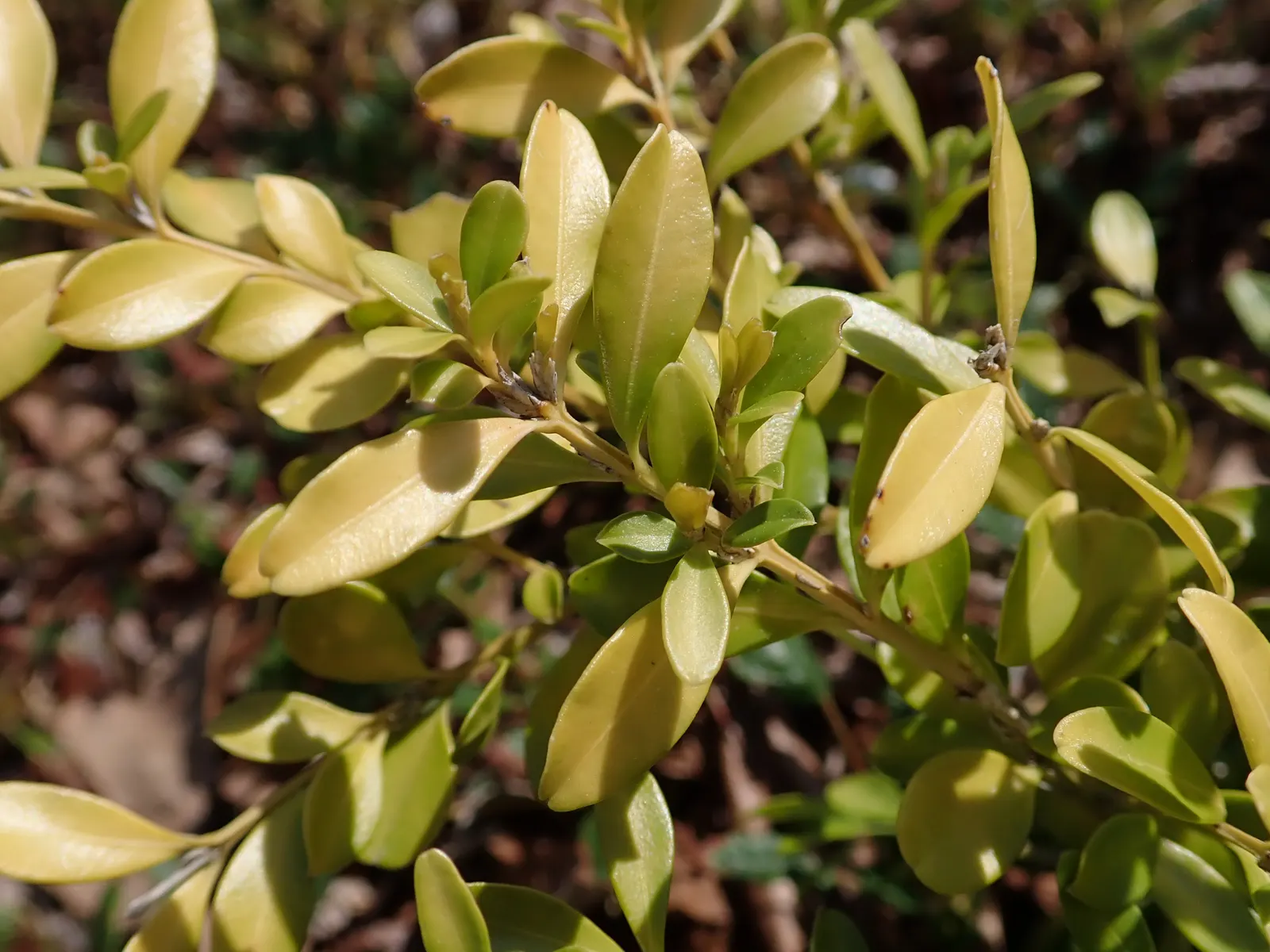 Tide Hill Boxwood (Buxus 'Tide Hill') — commonly known as Tide Hill Boxwood