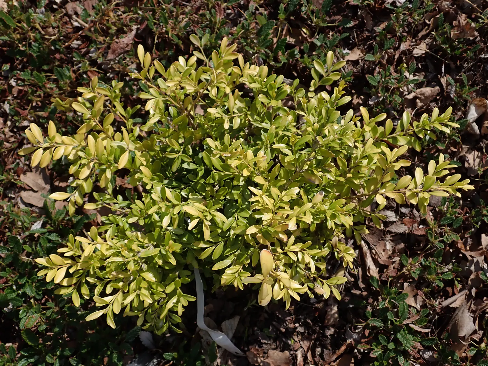 Tide Hill Boxwood (Buxus 'Tide Hill') — perfect for borders or formal gardens