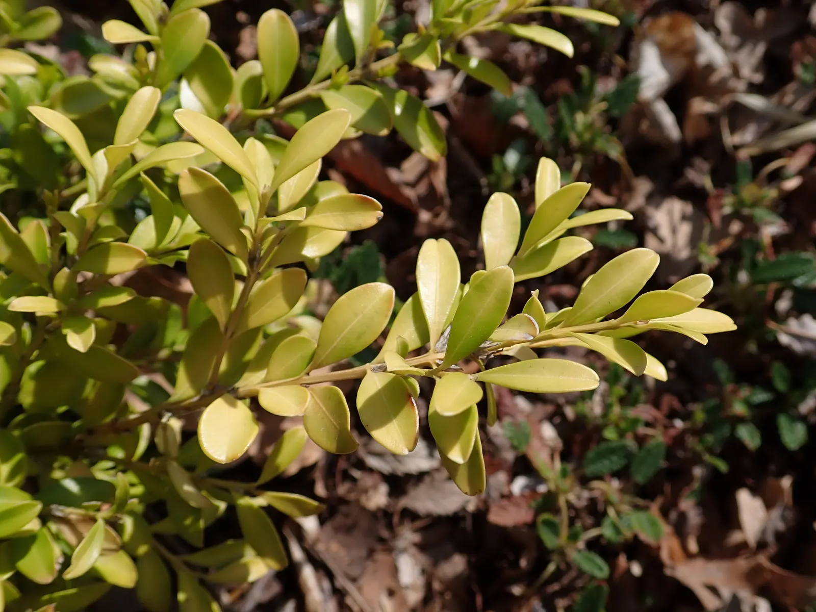 Tide Hill Boxwood (Buxus 'Tide Hill') — broadleaf evergreen shrub