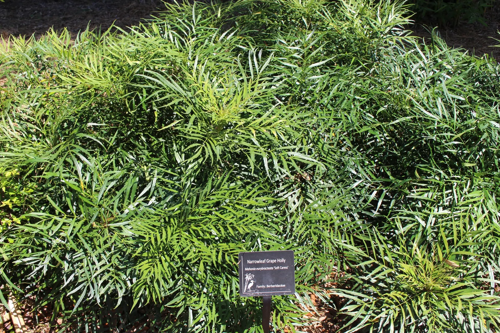Soft Caress' Mahonia (Mahonia 'Soft Caress') — Mahonia 'Soft Caress' delivers a tropical appeal with spine-free, feathery foliage