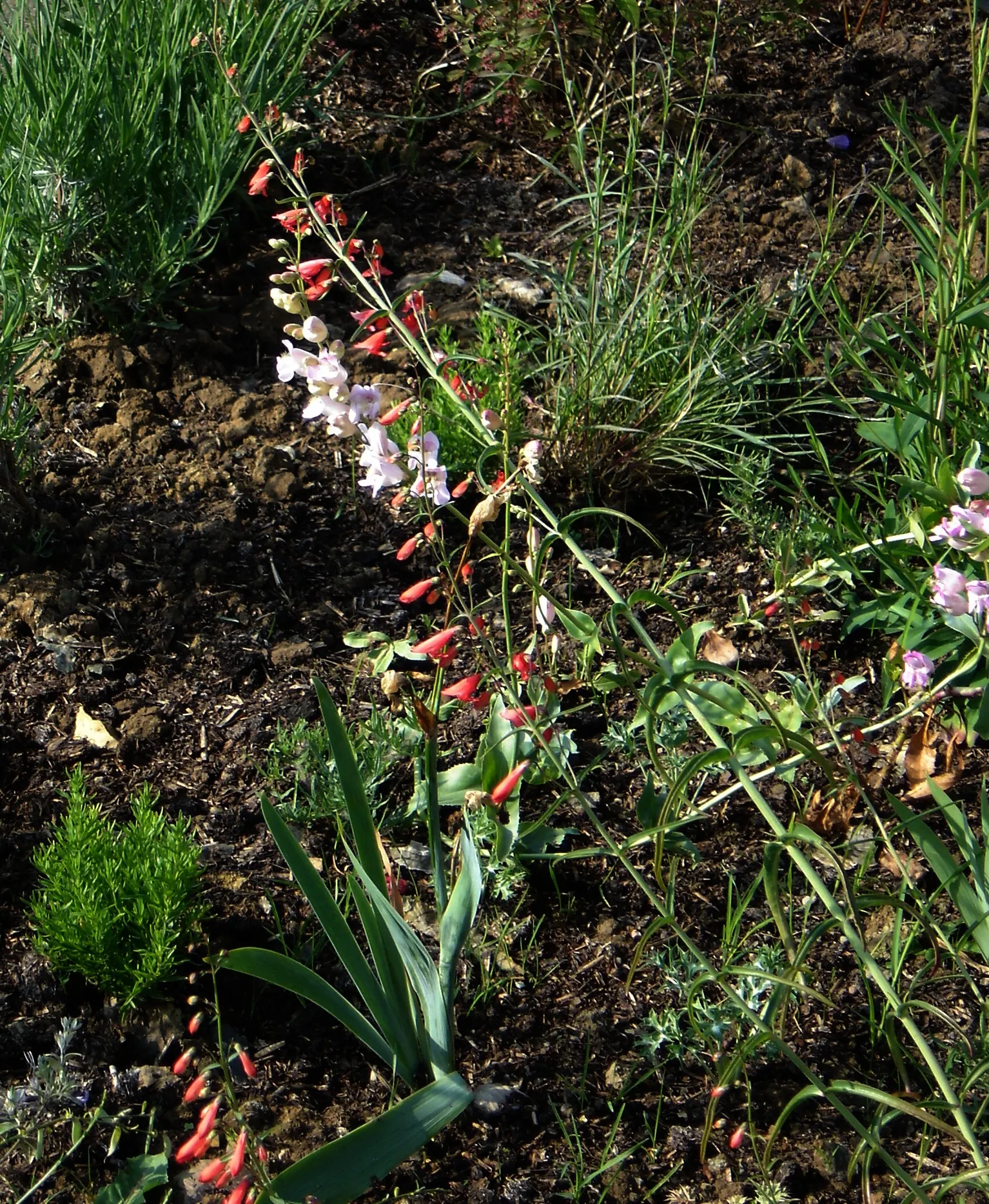 Scarlet Bugler (Penstemon Barbatus) — known for its vibrant red tubular flowers that rise atop slender stems; the Scarlet Bugler thrives in USDA hardiness