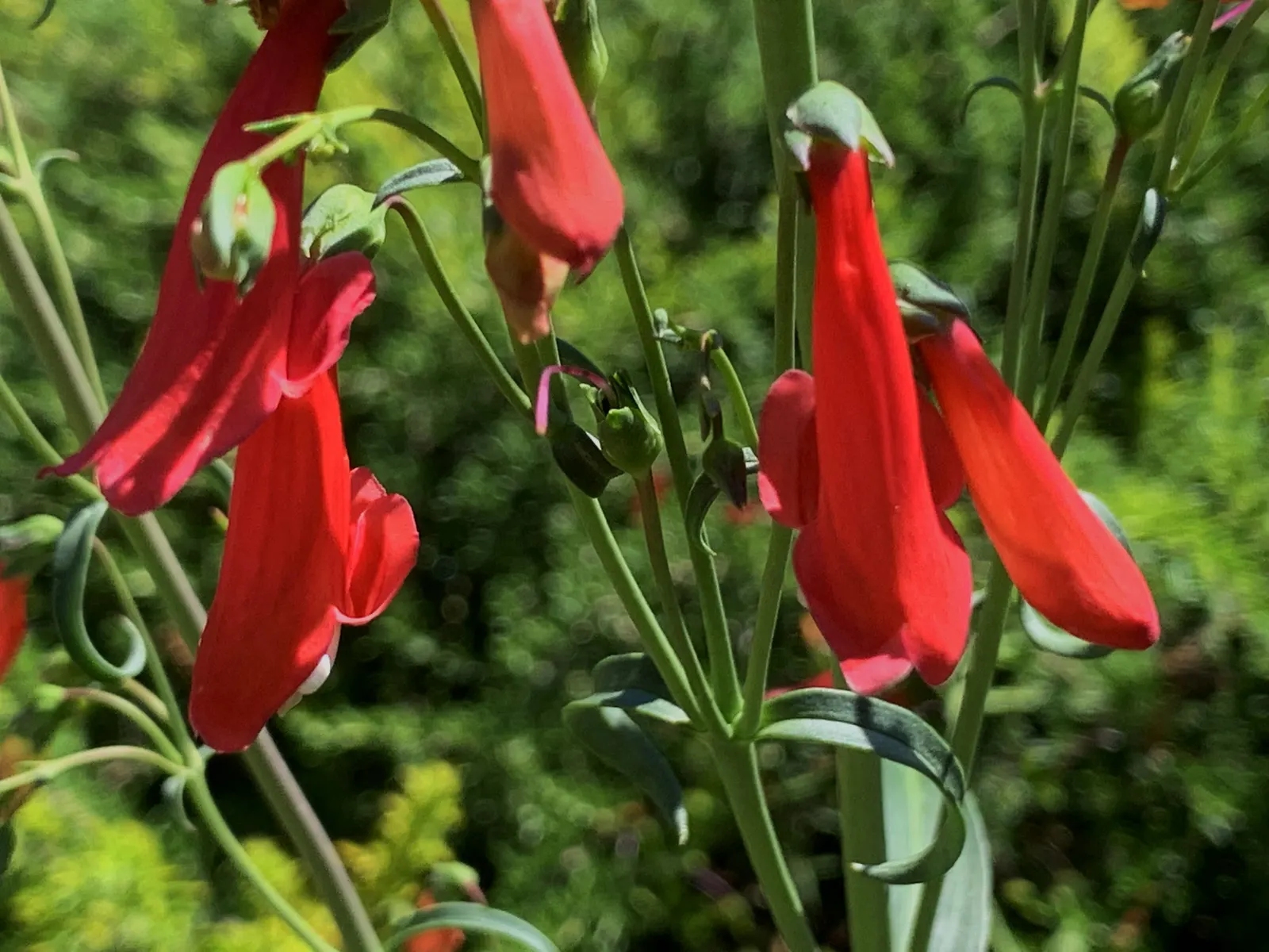 Scarlet Bugler (Penstemon Barbatus) — providing a vibrant splash of color and vertical interest