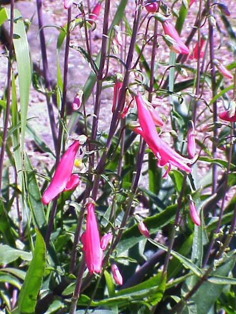Scarlet Bugler (Penstemon Barbatus) — The Scarlet Bugler is not only visually arresting