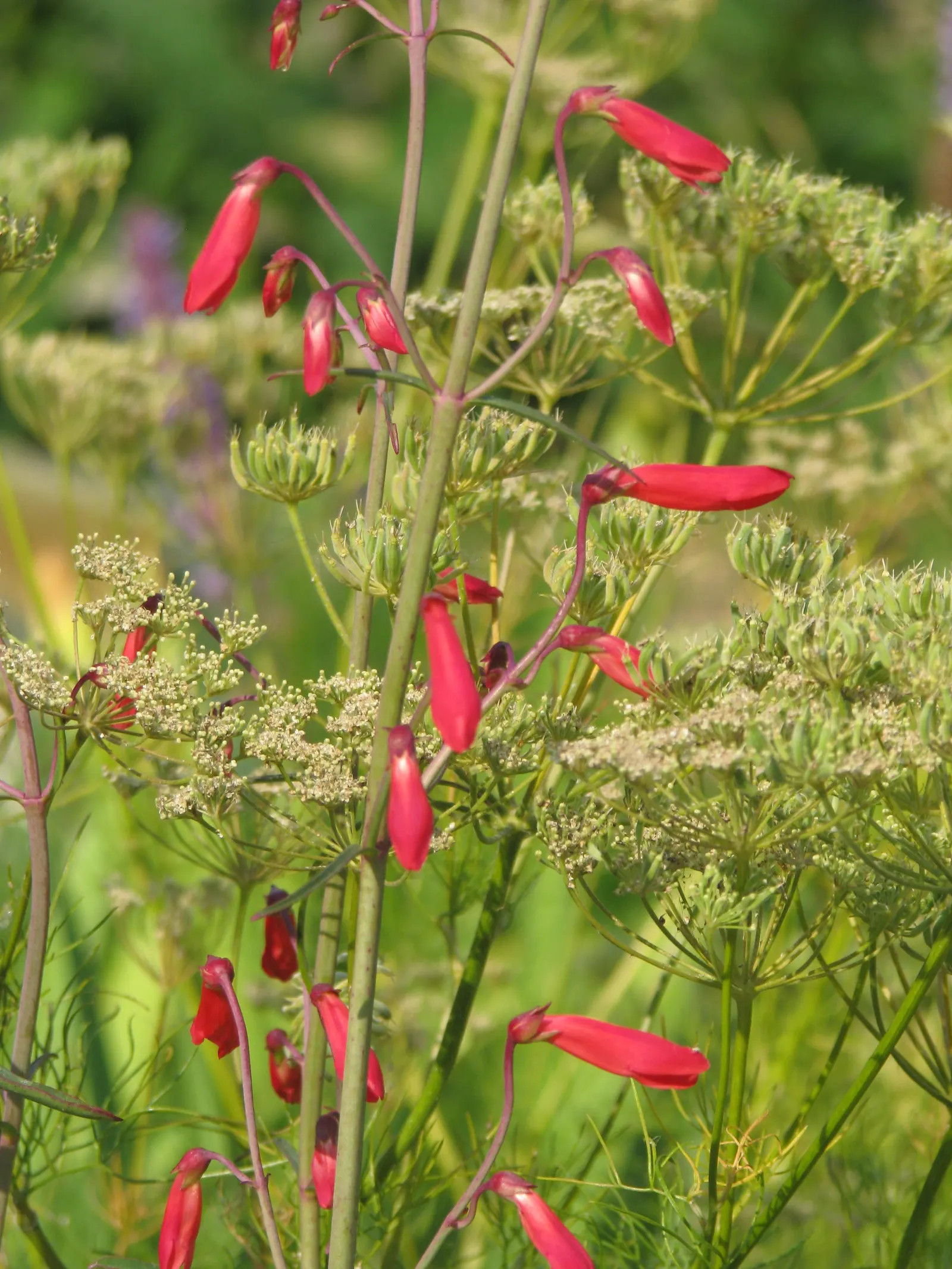 Scarlet Bugler (Penstemon Barbatus) — Scarlet Bugler (Penstemon barbatus) is a perennial favorite; thriving in USDA zones 3-9, it prefers well-draining soil