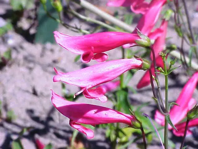 Scarlet Bugler (Penstemon Barbatus) — The plant's base of narrow