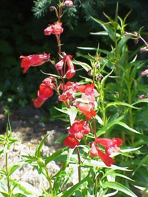 Scarlet Bugler (Penstemon Barbatus) — It pairs beautifully with ornamental grasses, yarrow, or lavender for a cohesive, water-wise garden scheme