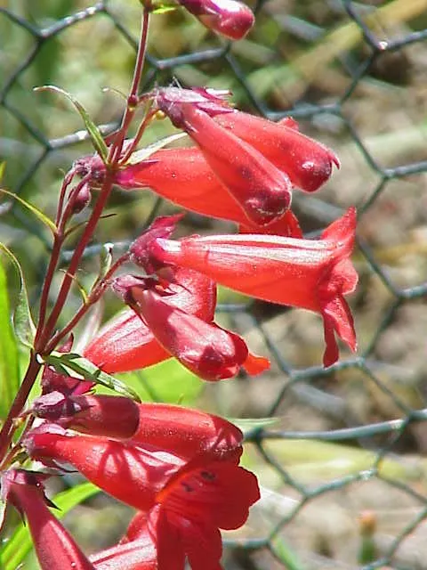 Scarlet Bugler (Penstemon Barbatus) — glossy green leaves is typically 1 to 1.5 feet tall
