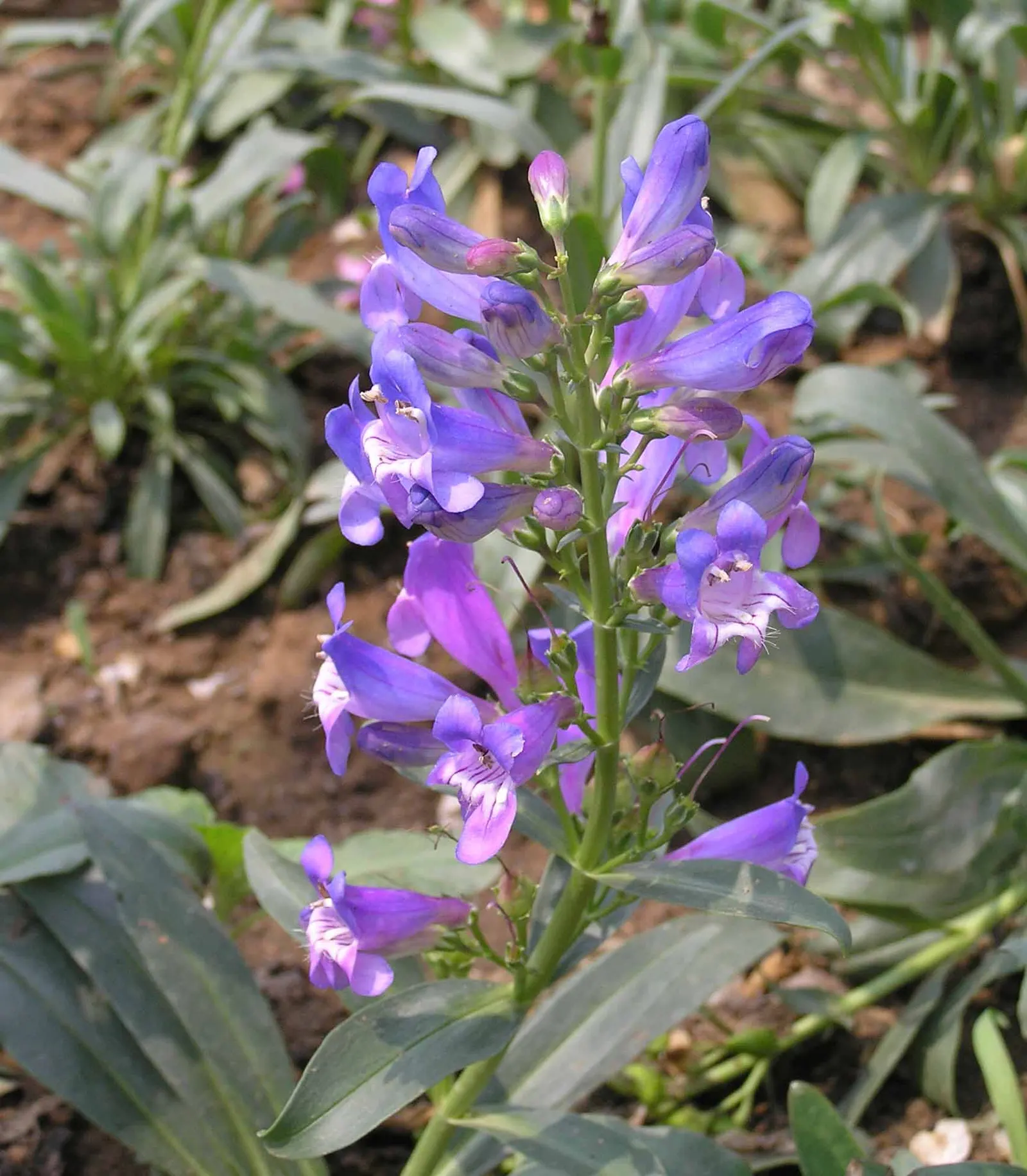 Scarlet Bugler (Penstemon Barbatus) — withstanding a wide range of temperatures