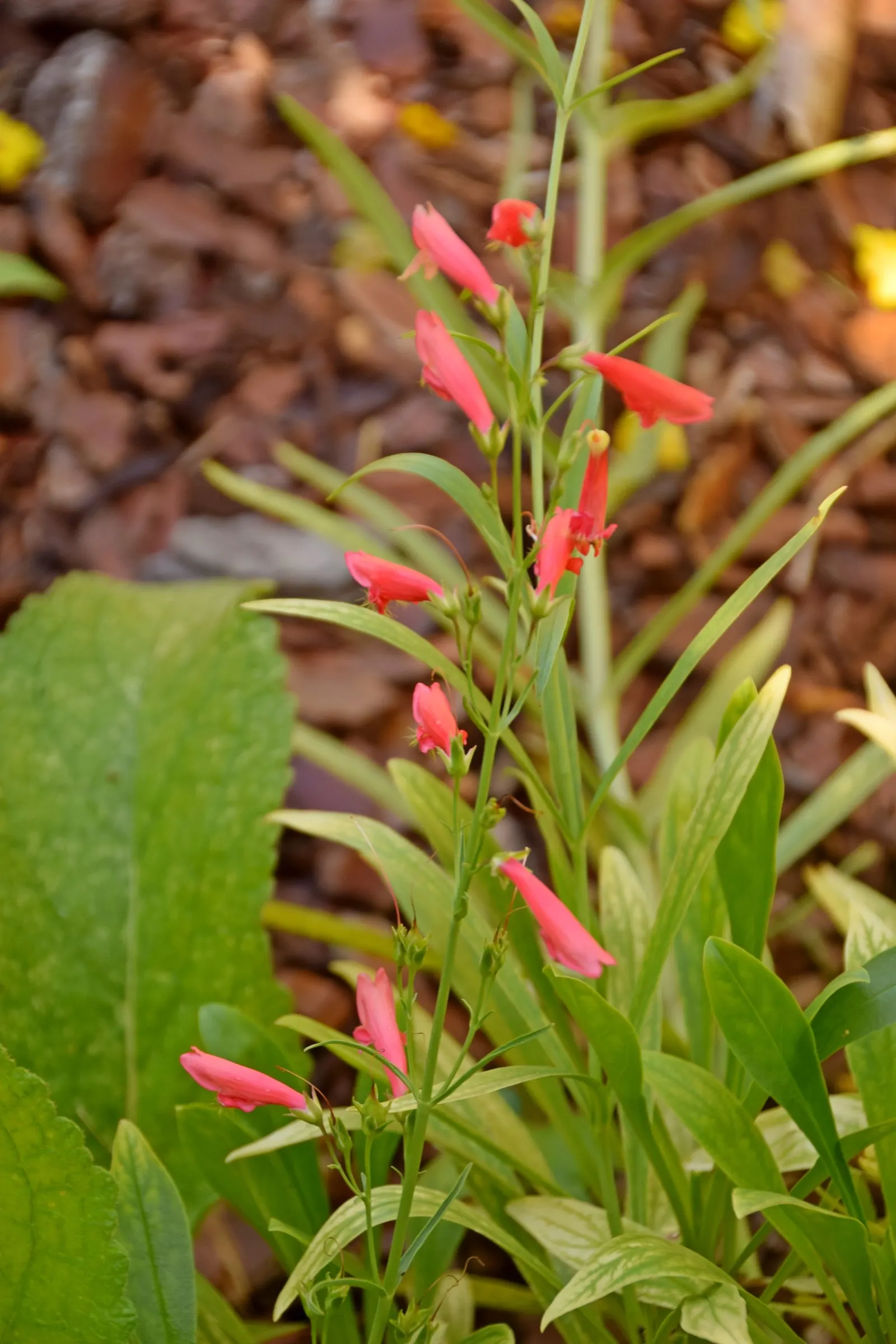 Scarlet Bugler (Penstemon Barbatus) — present a bold display from late spring to early summer