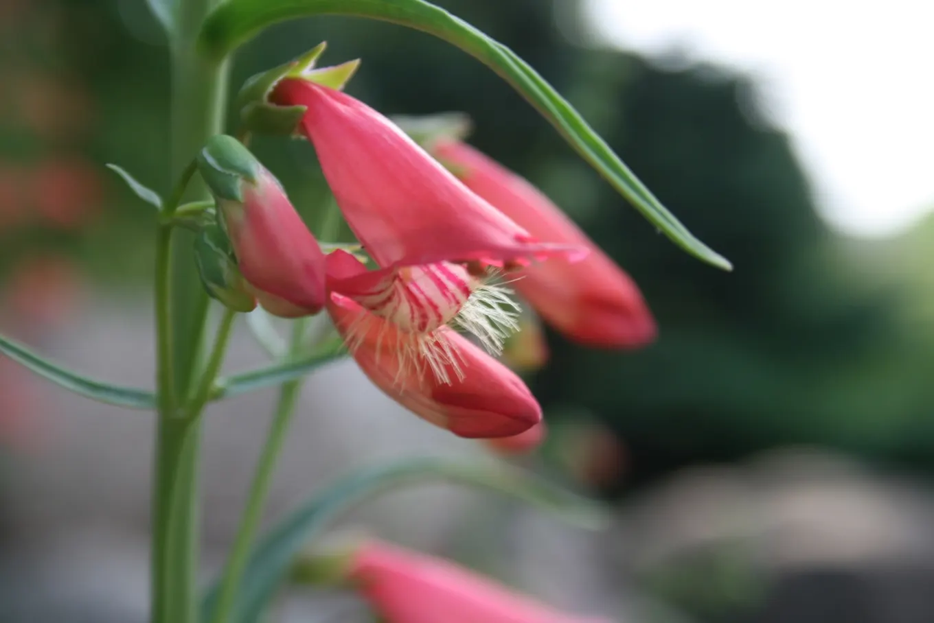 Scarlet Bugler (Penstemon Barbatus) — tolerates drought conditions