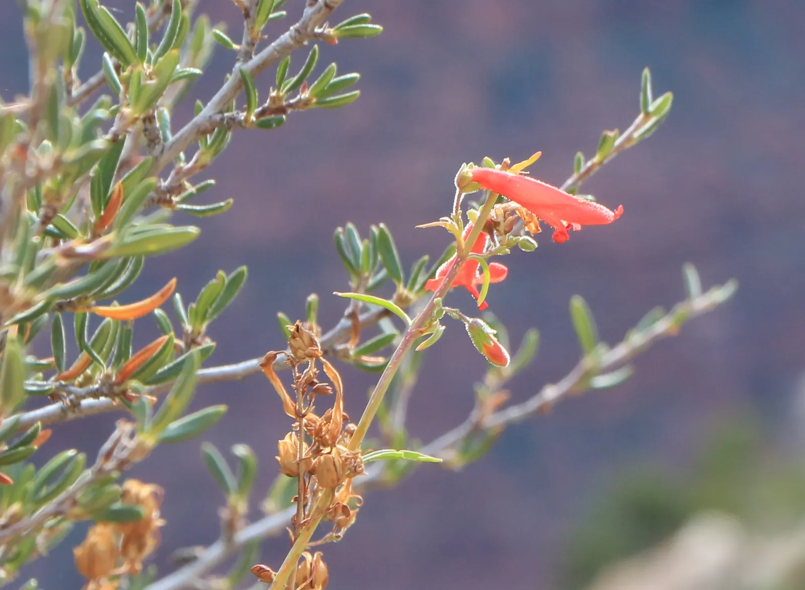 Scarlet Bugler (Penstemon Barbatus) — championing both aesthetic and ecological value in the landscape