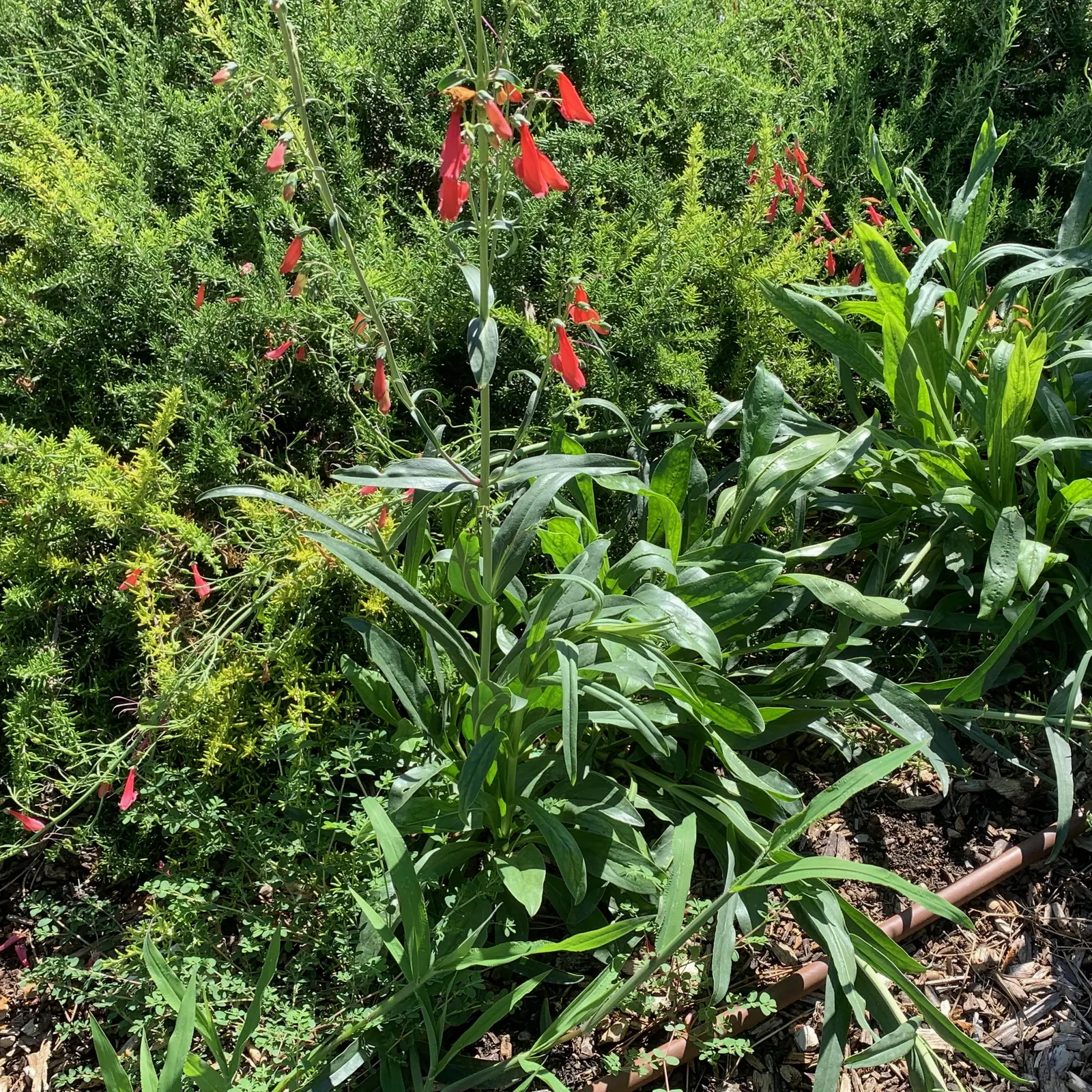 Scarlet Bugler (Penstemon Barbatus) — is a compelling selection for any landscape design