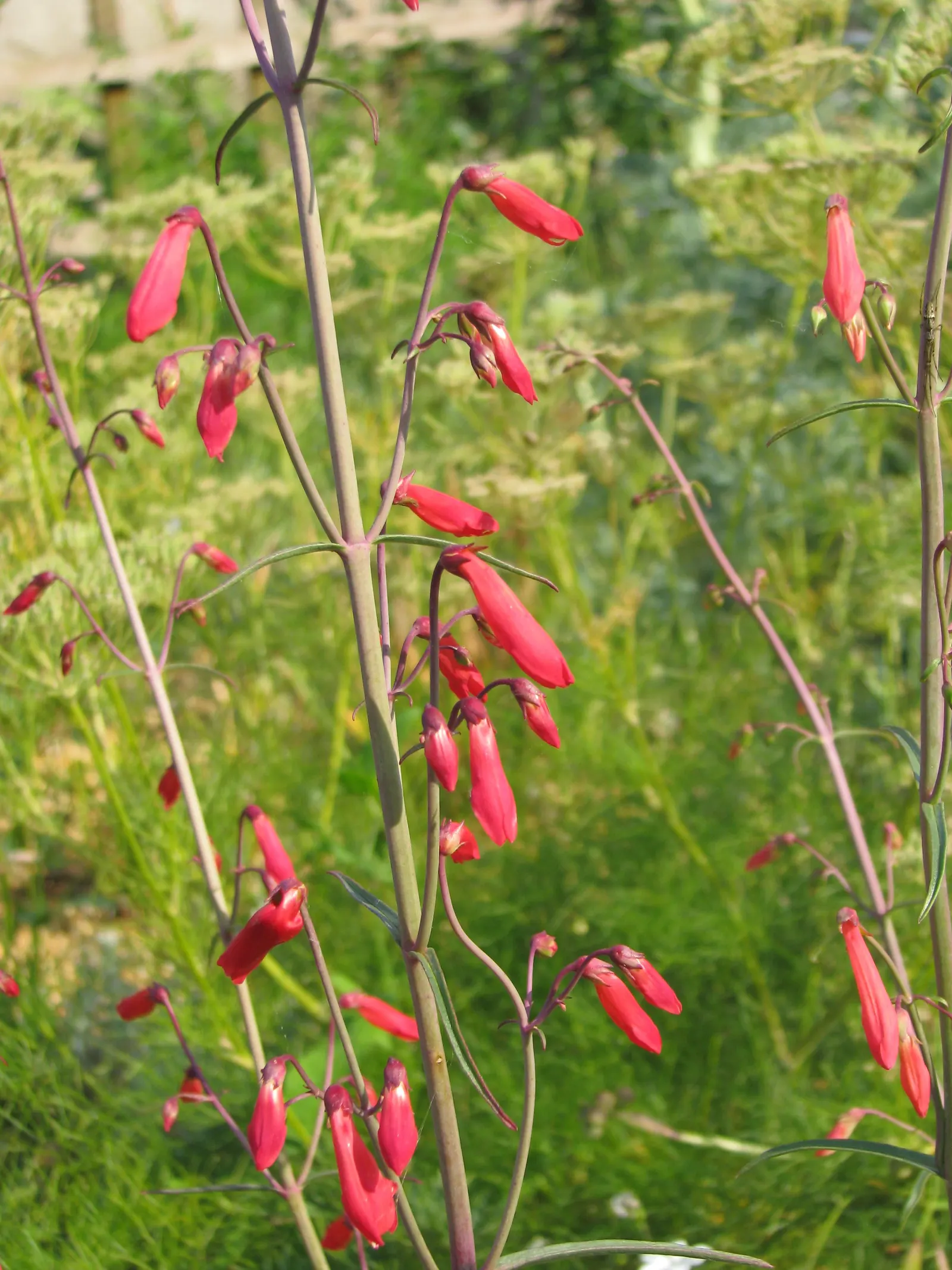 Scarlet Bugler (Penstemon Barbatus) — perennial / shrub for full or half