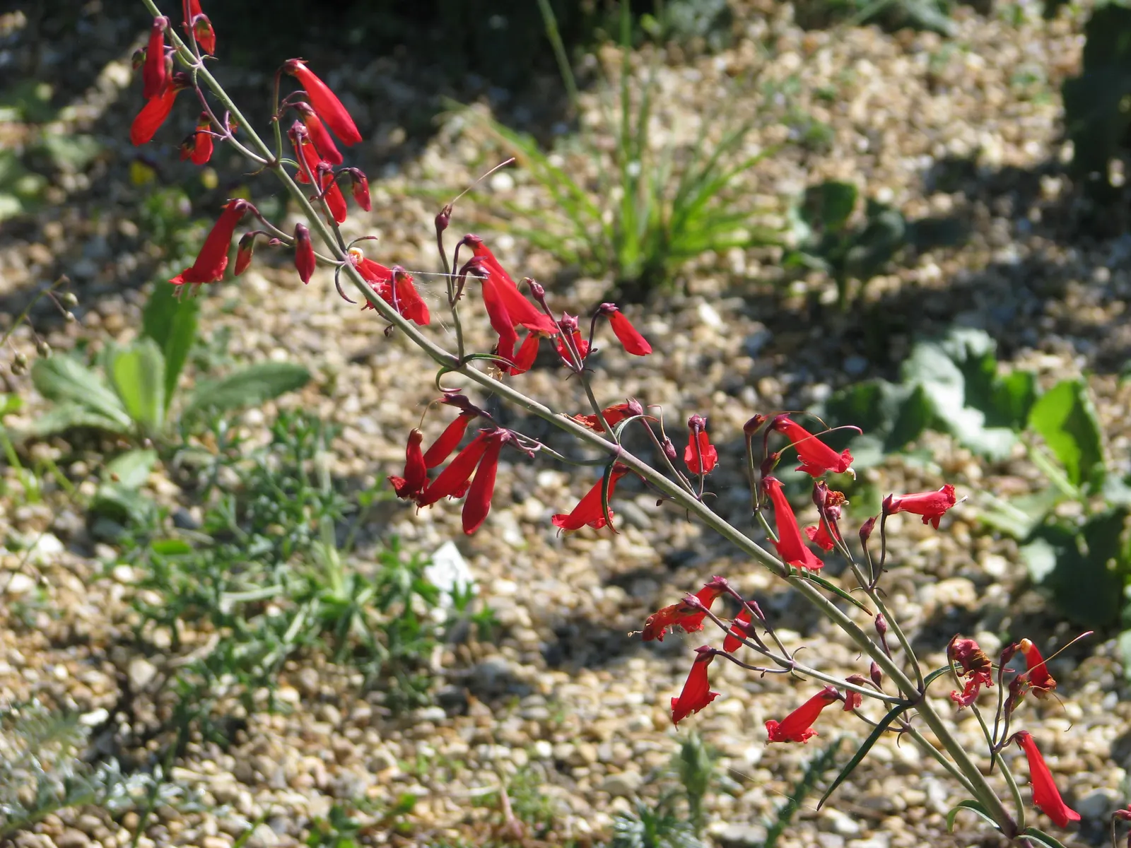Scarlet Bugler (Penstemon Barbatus) — known for its vibrant red tubular flowers that rise atop slender stems