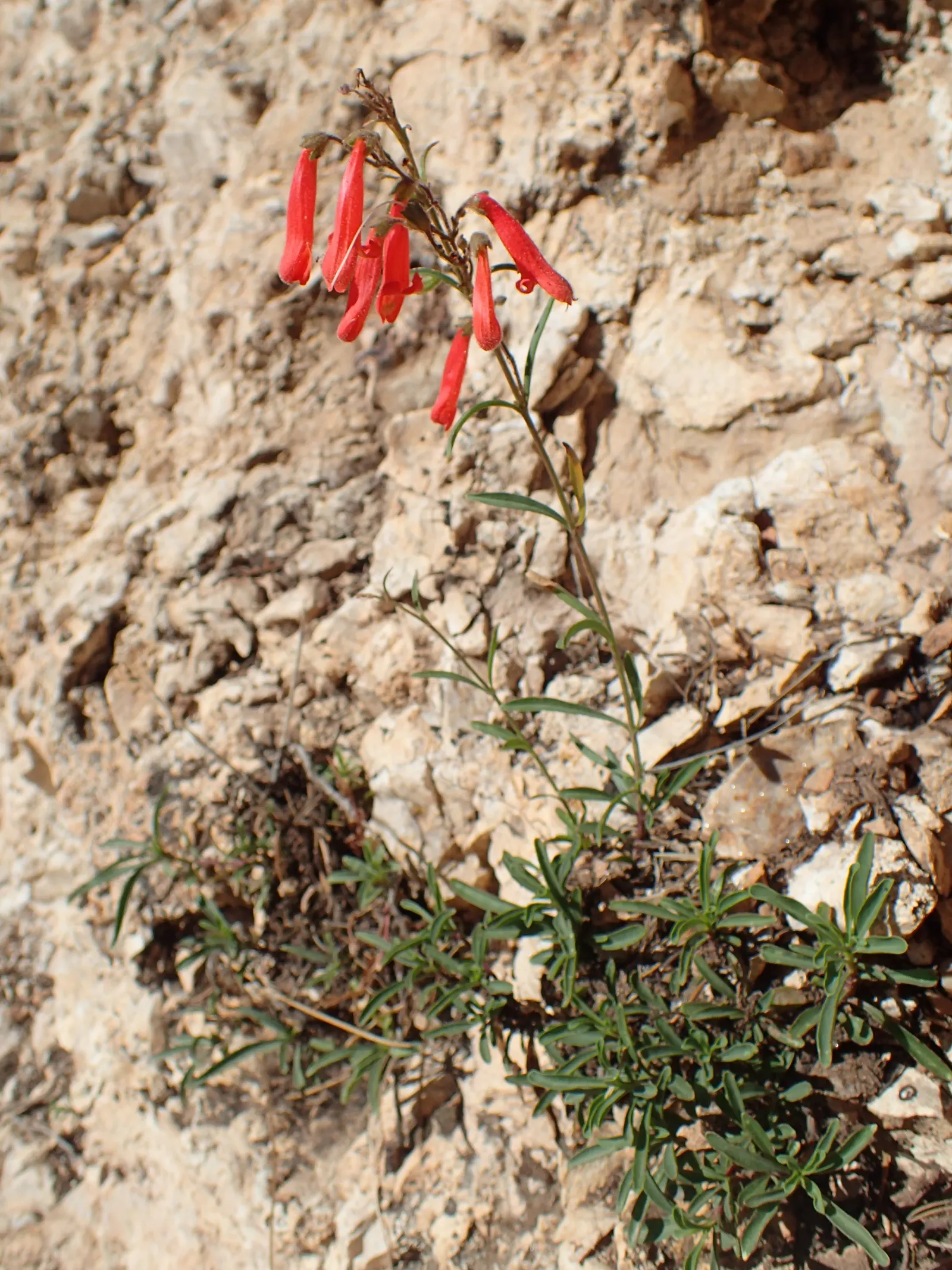 Scarlet Bugler (Penstemon Barbatus) — red flowers in the garden
