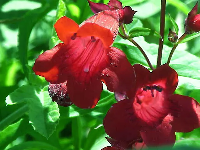 Scarlet Bugler (Penstemon Barbatus) — To maintain vigor, deadhead spent blooms and divide clumps every 3 to 5 years