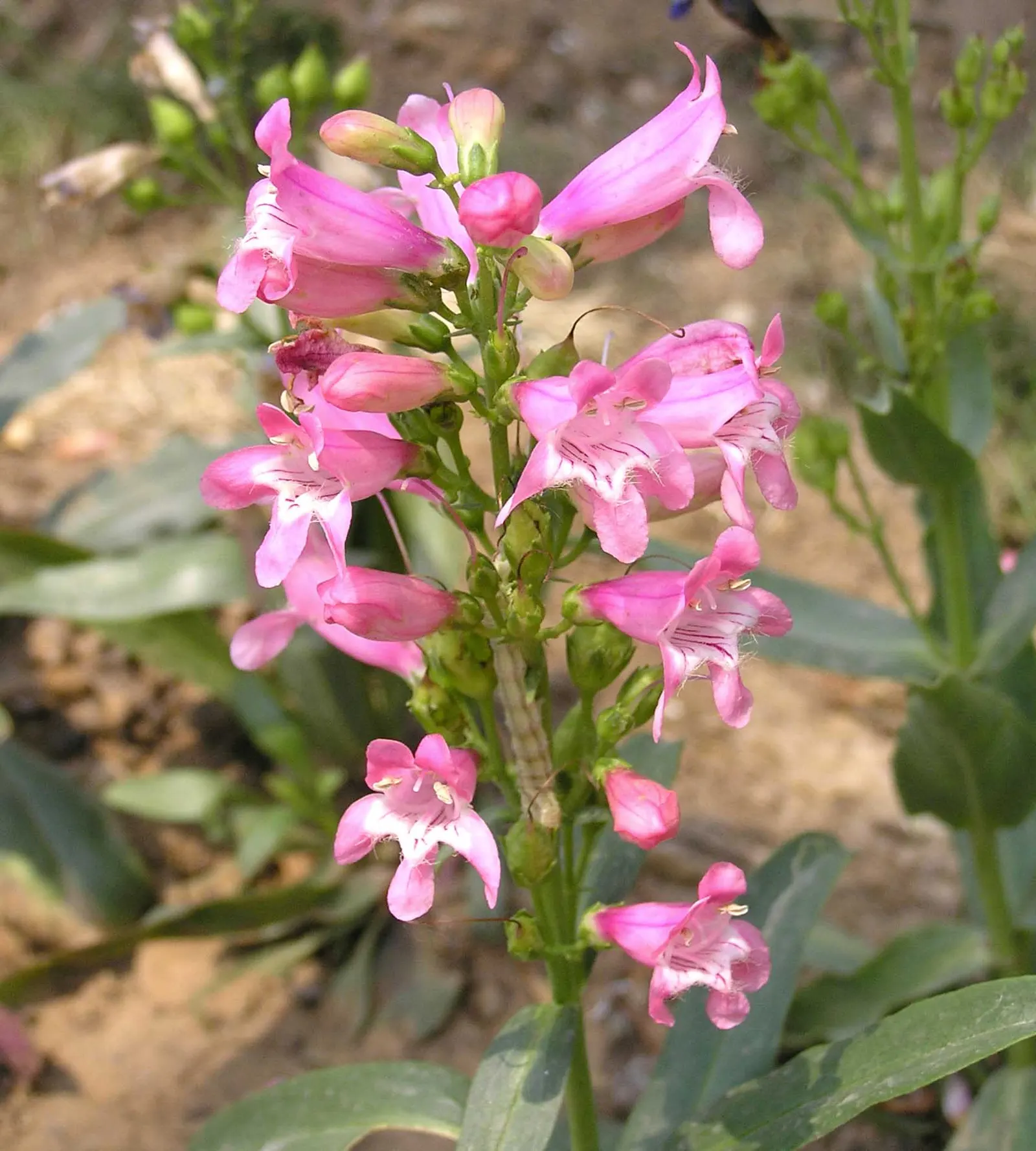Scarlet Bugler (Penstemon Barbatus) — Scarlet Bugler (Penstemon barbatus) is a perennial favorite
