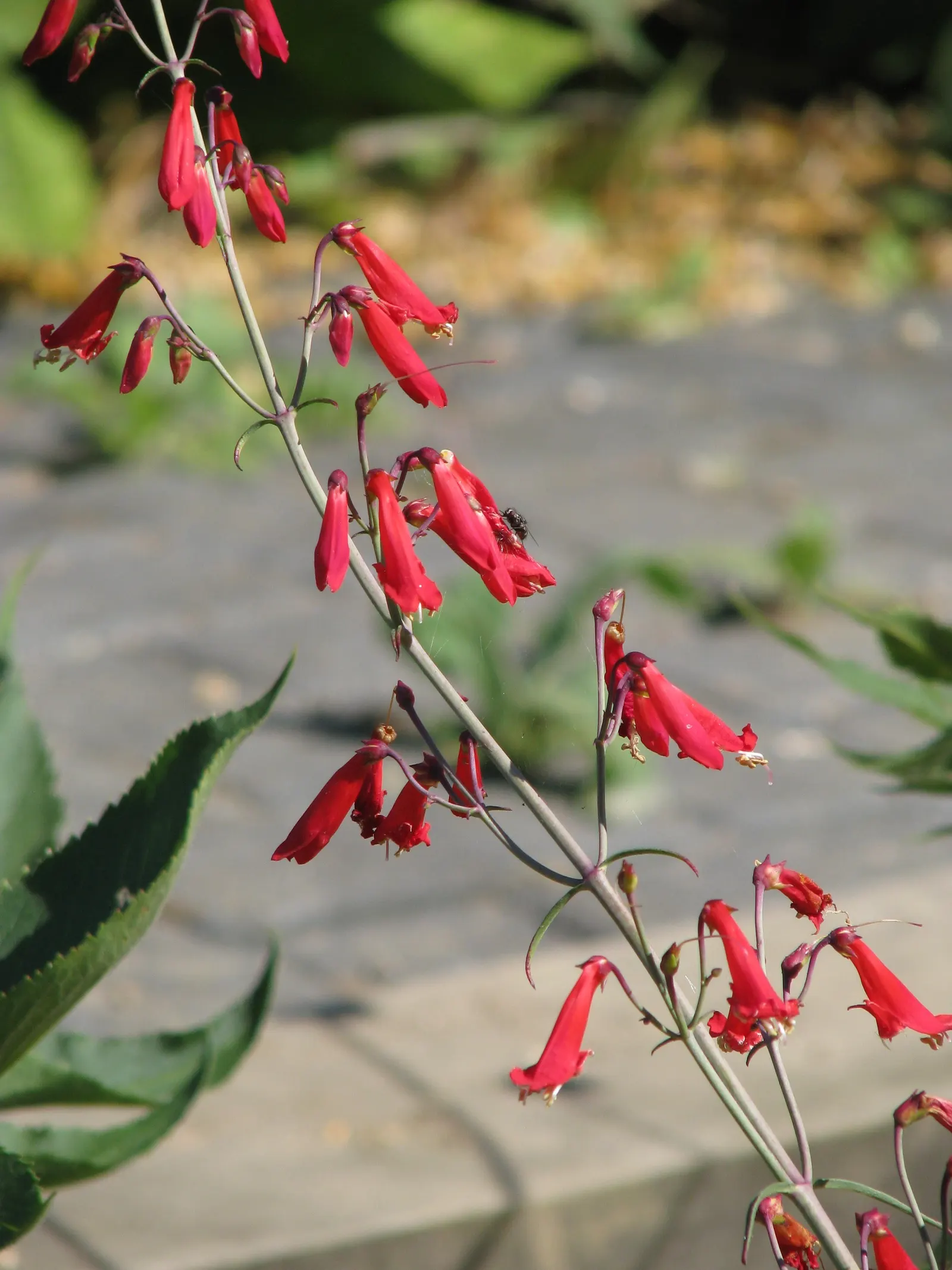 Scarlet Bugler (Penstemon Barbatus) — Thriving in USDA zones 3-9, it prefers well-draining soil and full sun to partial shade
