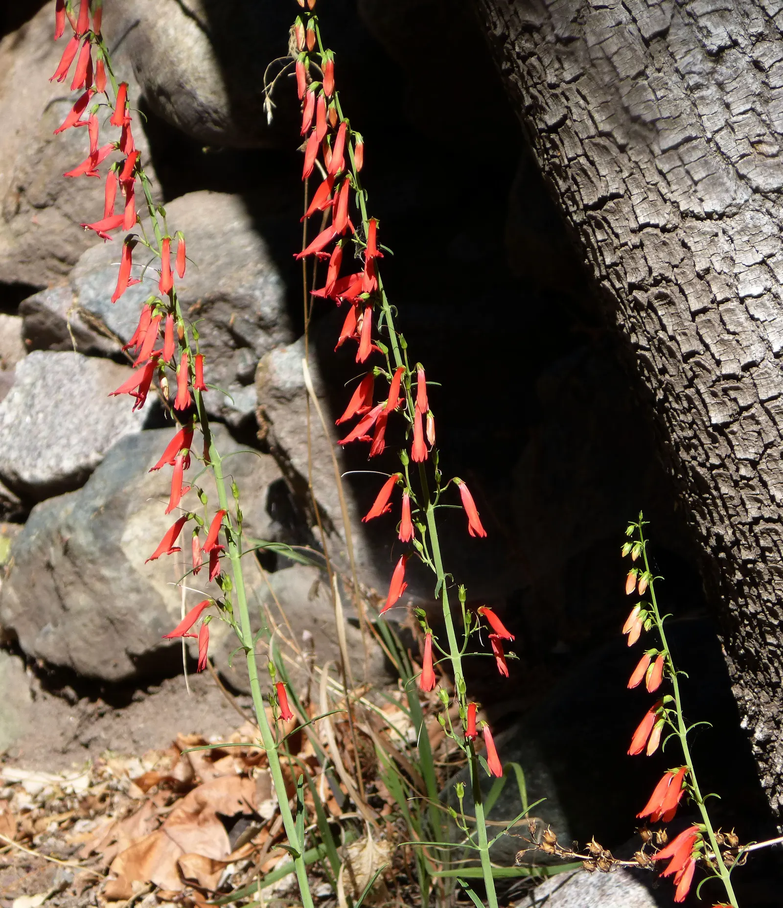 Scarlet Bugler (Penstemon Barbatus) — consider its need for full sun to partial shade to optimize flowering potential