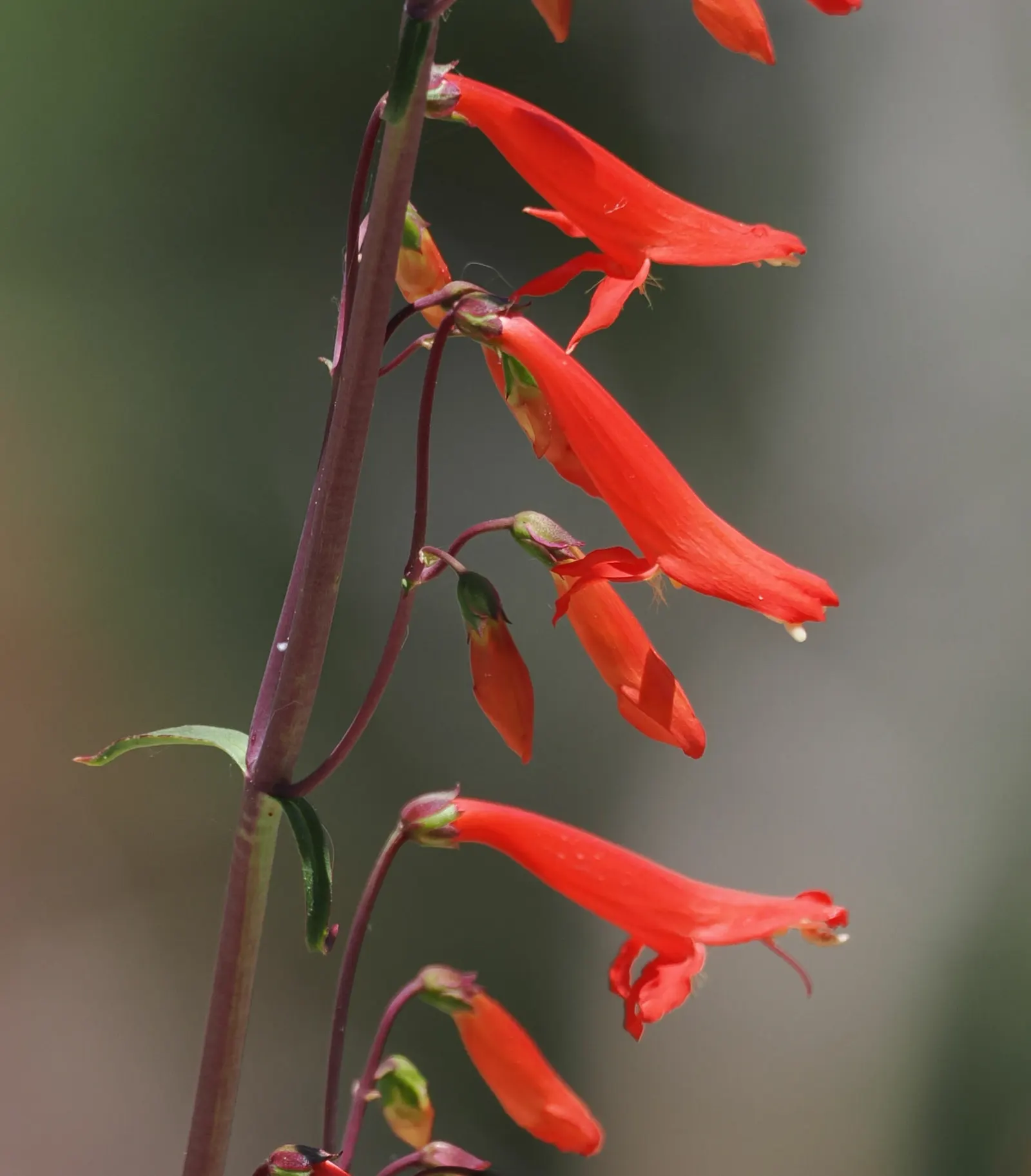 Scarlet Bugler (Penstemon Barbatus) — attracting hummingbirds and other pollinators to the garden.<br><br>Native to the southwestern United States