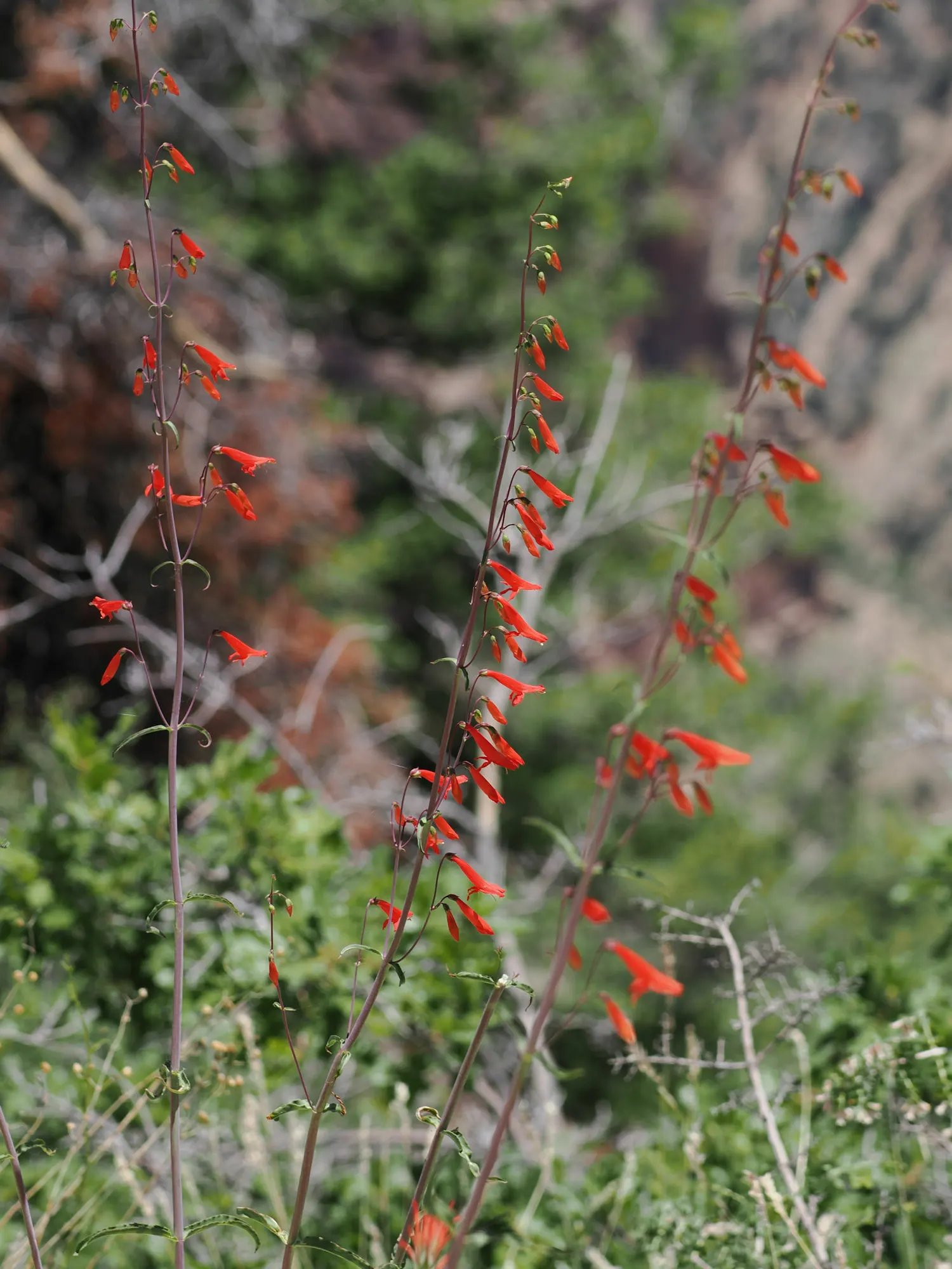 Scarlet Bugler (Penstemon Barbatus) — This perennial showcases striking