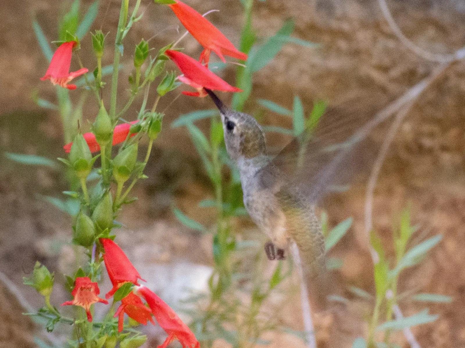 Scarlet Bugler (Penstemon Barbatus) — with a spread of 12 to 18 inches