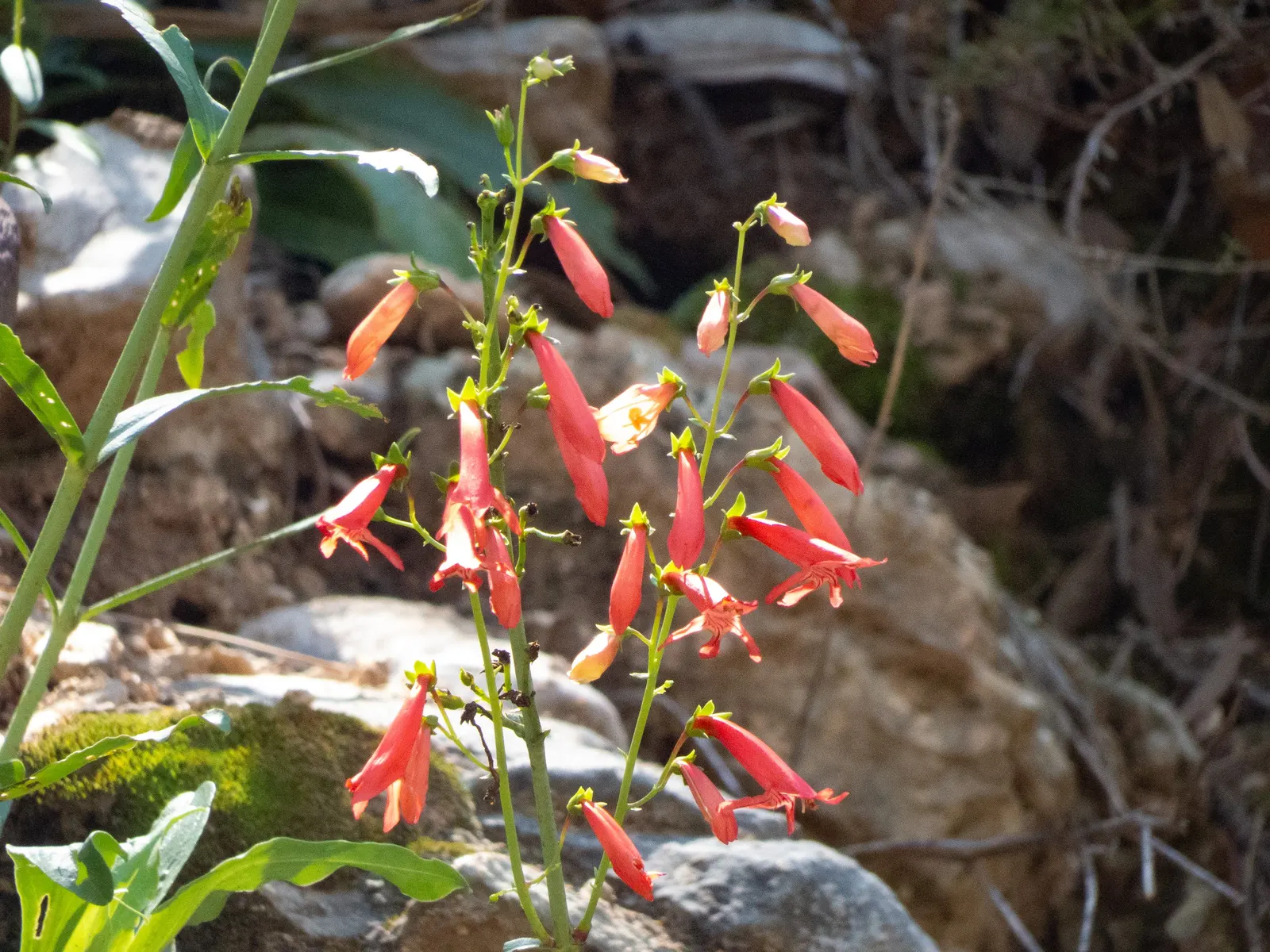 Scarlet Bugler (Penstemon Barbatus) — Blooming from late spring to early summer, it attracts hummingbirds while being deer-resistant